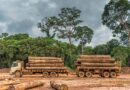 MPF investiga extração ilegal de madeira em território tradicional do Rio Manicoré, no Amazonas