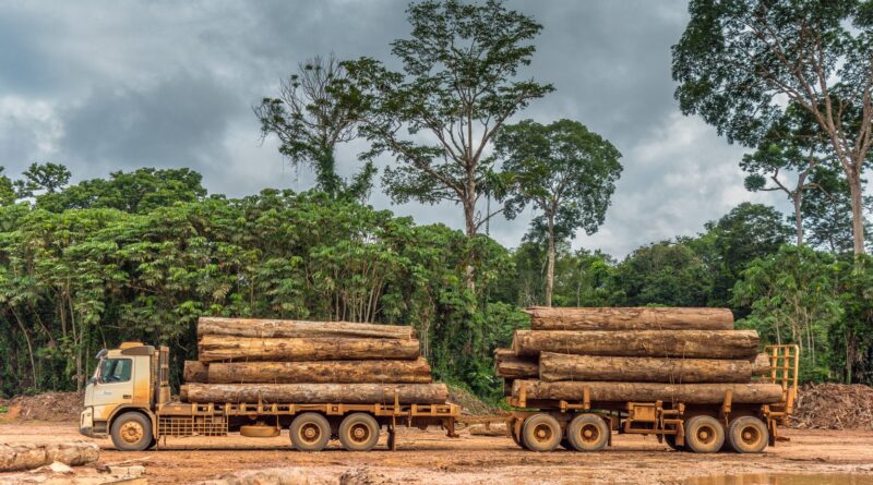 MPF investiga extração ilegal de madeira em território tradicional do Rio Manicoré, no Amazonas