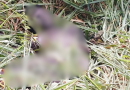 – Adolescente é encontrado morto em área de mata às margens da AM-010