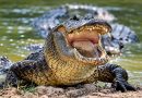 Criança é mordida por jacaré e recebe atendimento do Samu no interior do Amazonas Criança é mordida por jacaré e recebe atendimento do Samu no interior do Amazonas