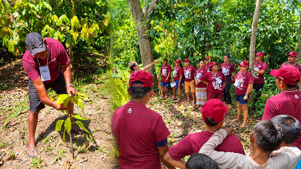 uma geração de renda e diversidade da floresta no Rio Madeira — Cultivo de cacau