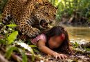 Menina de 8 anos é atacada por onça em terra indígena no Pará Menina de 8 anos é atacada por onça em terra indígena no Pará