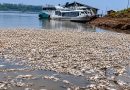 Milhares de peixes aparecem mortos em comunidade rural de Manacapuru