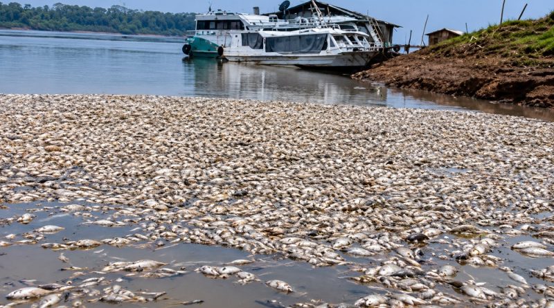 Milhares de peixes aparecem mortos em comunidade rural de Manacapuru