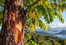 Árvore que deu nome ao Brasil corre risco extremo de extinção, revela estudo Árvore que deu nome ao Brasil corre risco extremo de extinção, revela estudo