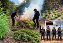 Polícia Civil localiza plantação com aproximadamente 500 pés de maconha no Pará Polícia Civil localiza plantação com aproximadamente 500 pés de maconha no Pará