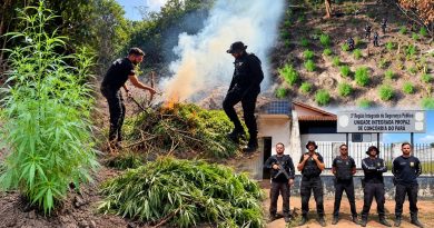 Polícia Civil localiza plantação com aproximadamente 500 pés de maconha no Pará Polícia Civil localiza plantação com aproximadamente 500 pés de maconha no Pará