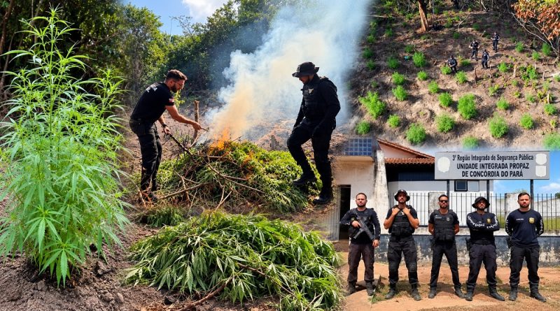 Polícia Civil localiza plantação com aproximadamente 500 pés de maconha no Pará Polícia Civil localiza plantação com aproximadamente 500 pés de maconha no Pará
