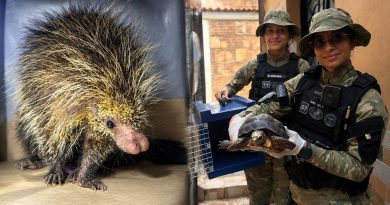 Porco-espinho surpreende moradores ao invadir casa na zona sul de Manaus Porco-espinho surpreende moradores ao invadir casa na zona sul de Manaus
